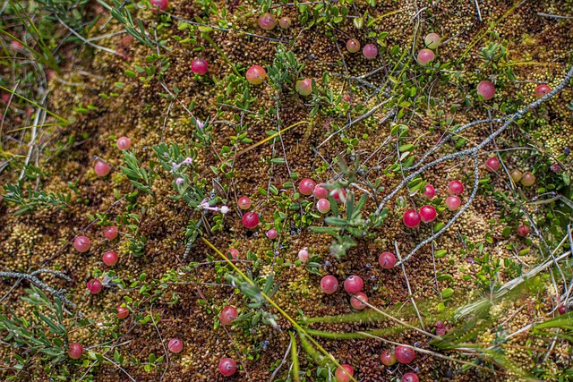 cranberries growing in swamp