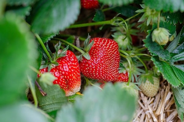 start a strawberry patch in your side yard