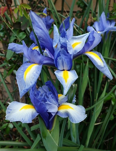 Dutch iris - grows from bulbs