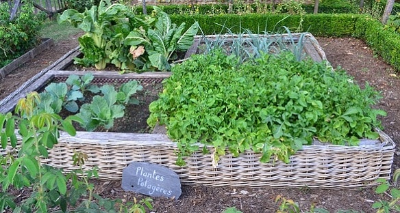 plant a kitchen garden - potager in small side yard
