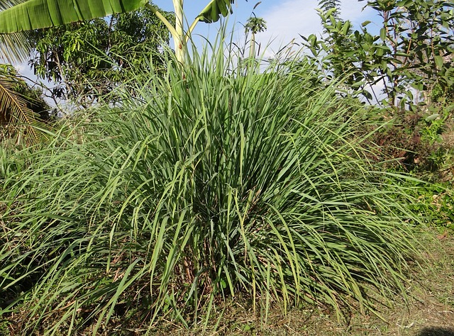 lemongrass herb