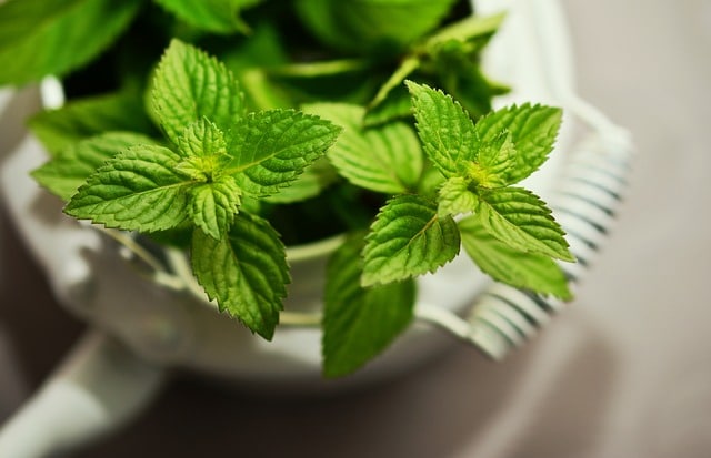 peppermint herb can grow in your garden