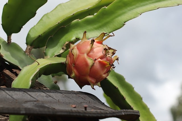 dragon fruit plant - cat safe succulent