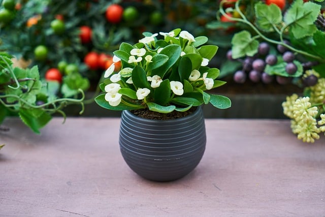 flowers growing in a pot