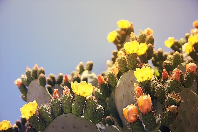 opuntis, cactus pear, prickly pear - succulent safe to cats