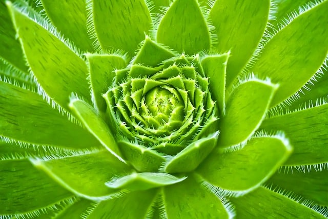 cat-friendly succulets - sempervivum