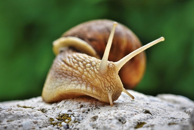 garden pests - snail