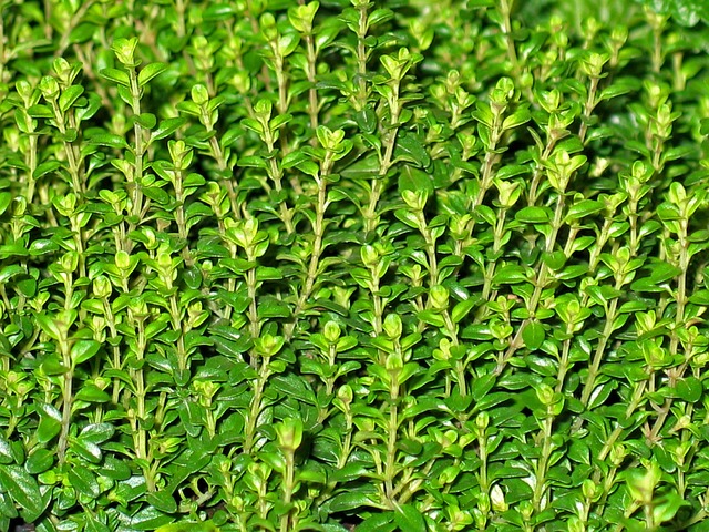 thyme - easy to grow garden herb