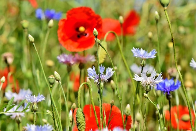 low maintanance wild flowers -budget-friendly side yard idea
