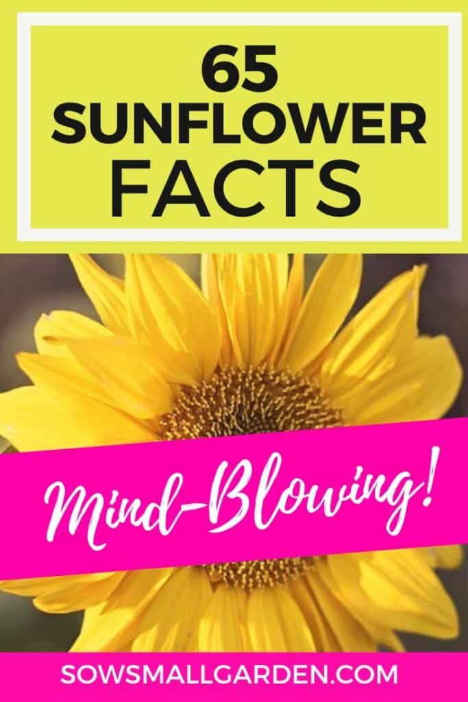 Mind blowing sunflower facts