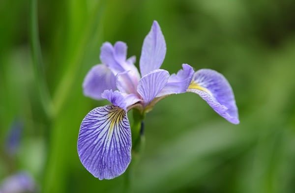 Spuria iris type