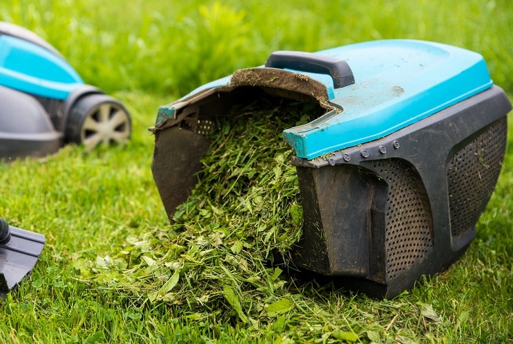 how to use grass clippings as mulch