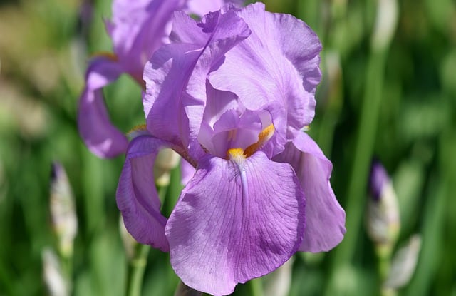 bearded iris type