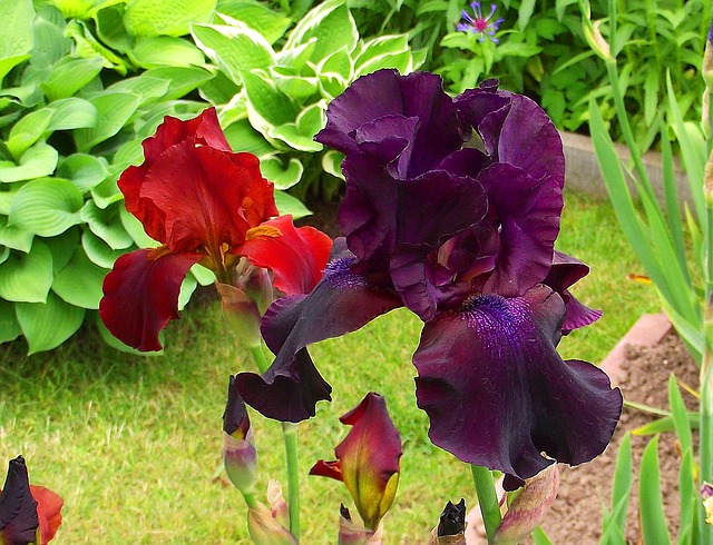 black and red iris flowers
