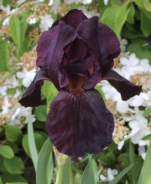 black iris flower