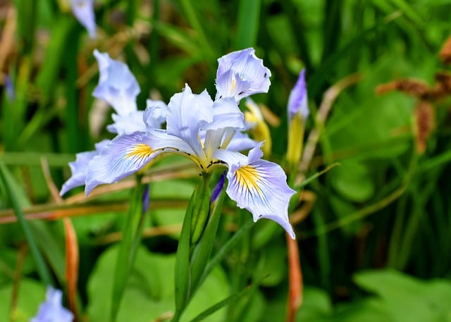 Douglas iris  - one of the 11 species that belongs to Pasific Coast iris category