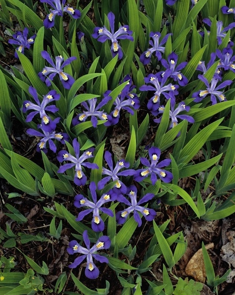 dwarf crested iris