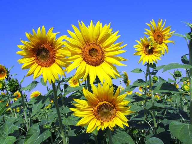 amazing sunflowers facts for adults and kids