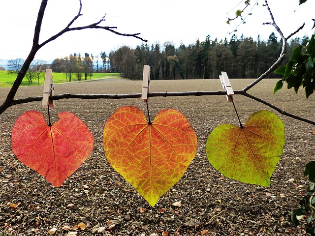 fall leaves