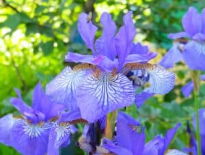 types of iris flowers for your garden