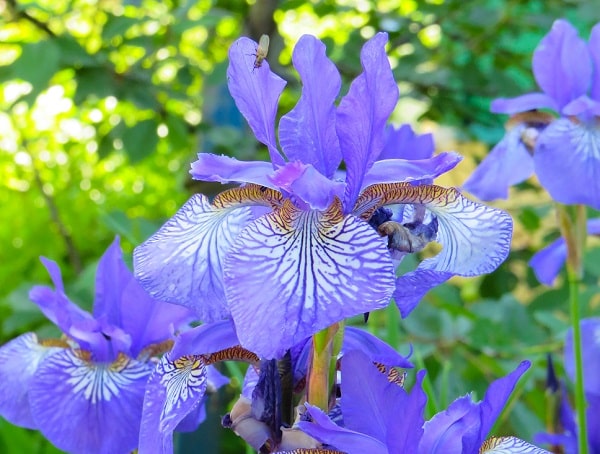 types of iris flowers for your garden