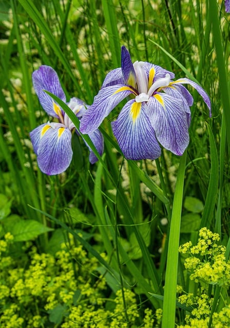 Japanese iris flower