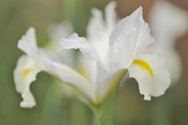 Iris tectorum variety