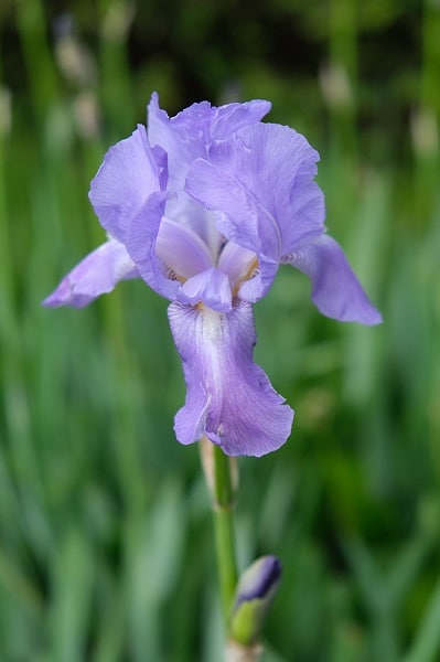 lavender flower of  sweet variegated type of irises