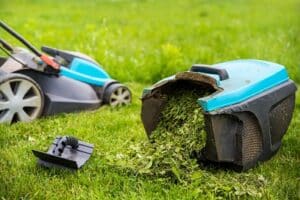 using grass clippings as mulch