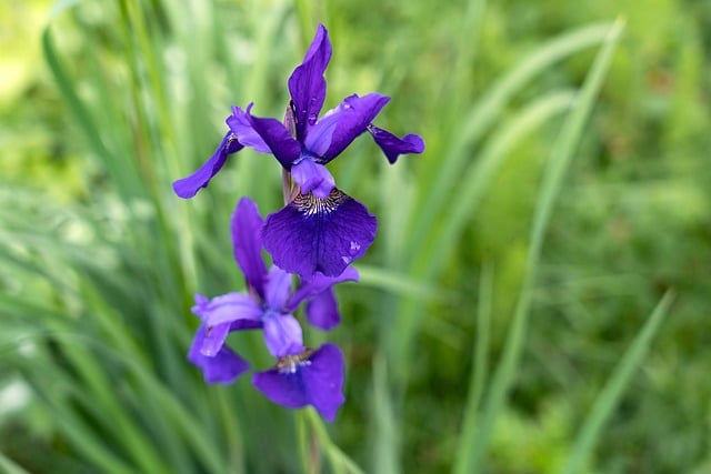 Siberian iris type