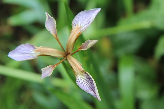 Stinking iris type, known as Roast beef plant