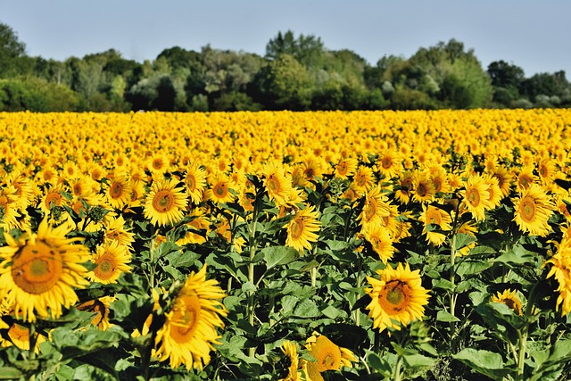 sunflower field - cheery blooms