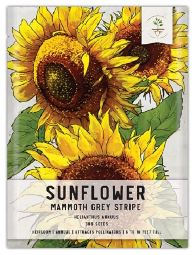 sunflower seeds for planting