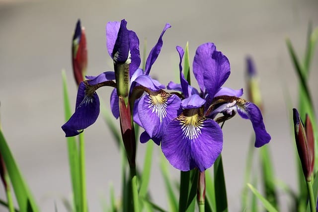 Spanish iris type