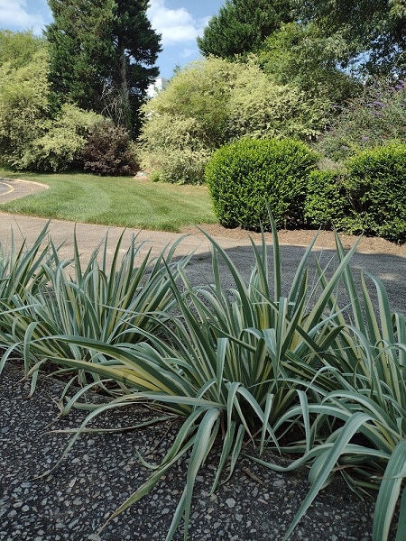 variegated iris foliage