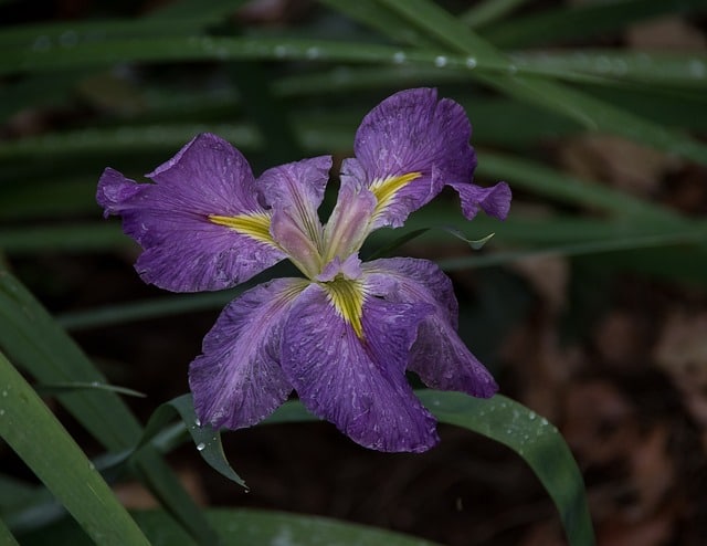 Louisiana Iris type