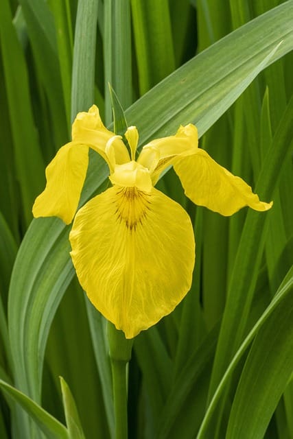 yellow flag iris type