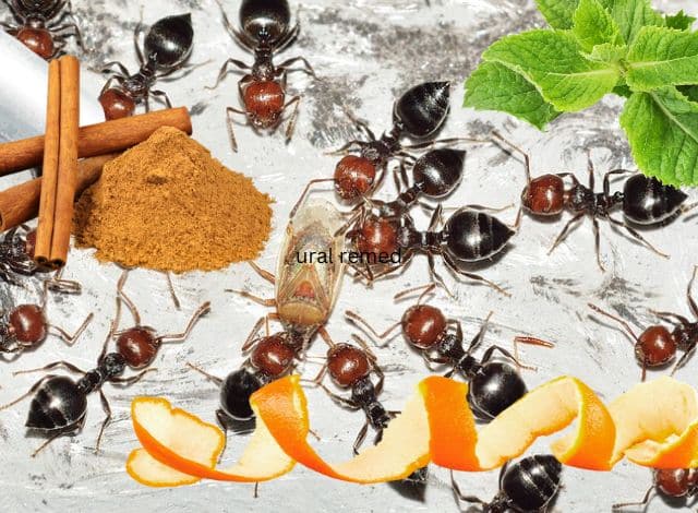 natural remedies for ants